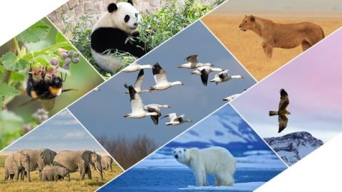 رسم الله أيضًا حدودًا للطيور والوحوش والأسماك والحشرات المُتنوِّعة ولجميع النباتات.